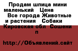 Продам шпица мини маленький › Цена ­ 15 000 - Все города Животные и растения » Собаки   . Кировская обл.,Сошени п.